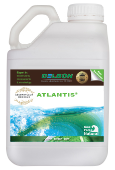 Atlantis
